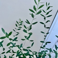 オリーブ　チプレッシーノ②の画像