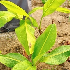 【どれでも500円‼️】アケビバナナ🍌②苗の画像