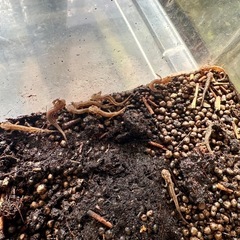 福江島アカハライモリ　幼体1匹の画像