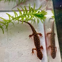 福江島アカハライモリ　幼体1匹の画像