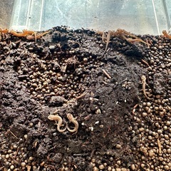 福江島アカハライモリ　幼体1匹の画像