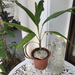 マニラ椰子の画像