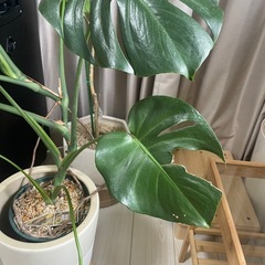 観葉植物 モンステラ アダンソニーの画像