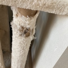 突っ張りキャットタワーの画像