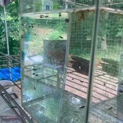 メダカ  ミッドナイトフリルショートダルマ稚魚の画像