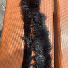 スカーフの画像