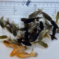 金魚 ★黒らんちゅう 当歳★ ☆ハネ 写真全部☆ 400円の画像
