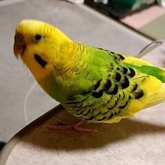 セキセイインコ急募