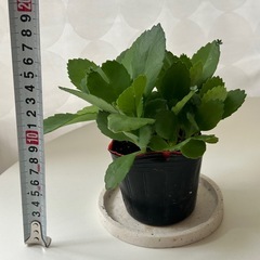 多肉植物　子宝草の画像