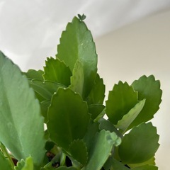 多肉植物　子宝草の画像