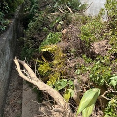 　廃材　マキ　薪　キャンプ　木材　　の画像