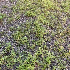 民家の周りの草むしり