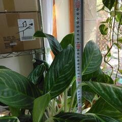 アグラオネマ10号ｓｉｚｅの画像