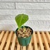 ランキングキーワードに紐づく投稿画像-観葉植物