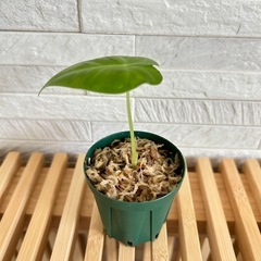 ★お値下げ★❷観葉植物✨稀少な子株✨アロカシア グリーンベルベット プラ鉢(スリット鉢)2号の画像