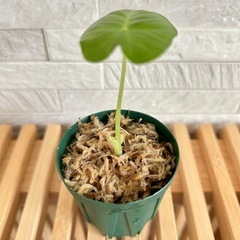 ★お値下げ★❷観葉植物✨稀少な子株✨アロカシア グリーンベルベット プラ鉢(スリット鉢)2号の画像