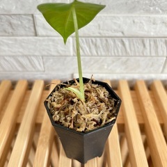 ★お値下げ★❸観葉植物✨稀少な子株✨アロカシア グリーンベルベット プラ鉢2号の画像