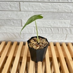 ★お値下げ★❸観葉植物✨稀少な子株✨アロカシア グリーンベルベット プラ鉢2号の画像