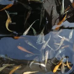 【まとめ売り、イベント向け】メダカ＆ミナミヌマエビ大量セット！の画像