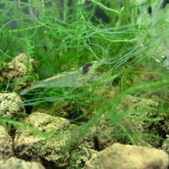 【まとめ売り、イベント向け】メダカ＆ミナミヌマエビ大量セット！の画像