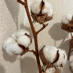 『決まりました』置き物の画像