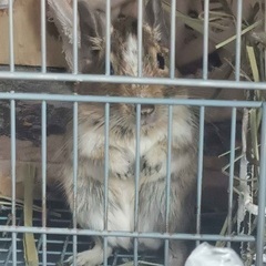 デグー