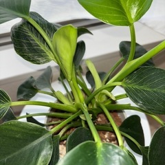 観葉植物　フィロデンドロンの画像