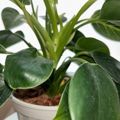 観葉植物　フィロデンドロンの画像