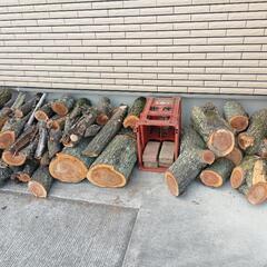 丸太　ウメ　クルミ【現在、乾燥させています】の画像