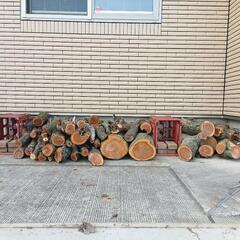 丸太　ウメ　クルミ【現在、乾燥させています】の画像