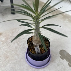 パキポディウムグラキリスの画像