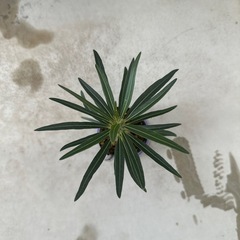 パキポディウムグラキリスの画像