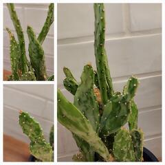 斑入りウチワサボテン　プラ丸鉢の画像