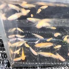 メダカ(朱赤、朱赤パンダ、白パンダMIX)¥500/20匹の画像