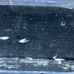 紅ほっぺメダカ稚魚の画像
