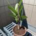ランキングキーワードに紐づく投稿画像-観葉植物