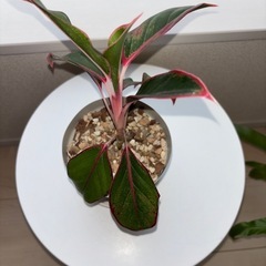 観葉植物　　アグラオネマの画像