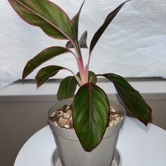 観葉植物　　アグラオネマの画像