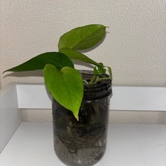 観葉植物　パキラの画像