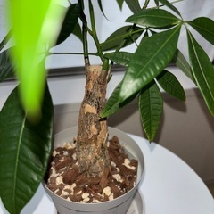 観葉植物　パキラの画像