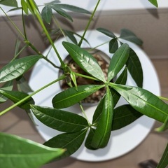 観葉植物　パキラの画像