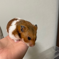 ハムスター