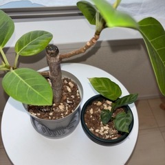 観葉植物の画像