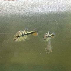 キクラ　激安販売！！　　ピーコックバス　　熱帯魚　アイスポッドシクリッドの画像