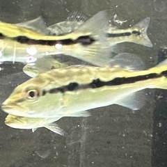 キクラ　激安販売！！　　ピーコックバス　　熱帯魚　アイスポッドシクリッドの画像
