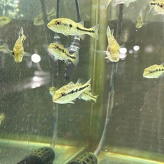キクラ　激安販売！！　　ピーコックバス　　熱帯魚　アイスポッドシクリッドの画像