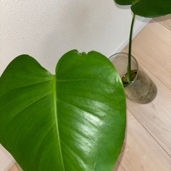 【お話し中】観葉植物　モンステラの画像
