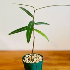 希少！国産実生株2年目！ボトルツリー　人気の観葉植物！乾燥に強いので水やりはたまにでok♪の画像