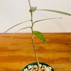 希少！国産実生株2年目！ボトルツリー　人気の観葉植物！乾燥に強いので水やりはたまにでok♪の画像