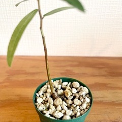 希少！国産実生株2年目！ボトルツリー　人気の観葉植物！乾燥に強いので水やりはたまにでok♪の画像